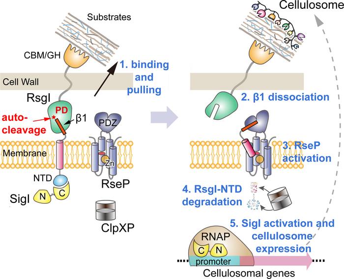 Proposed model of transmembrane signal transduction of RsgI in C. thermocellum