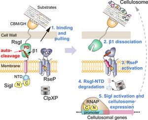 Proposed model of transmembrane signal transduction of RsgI in C. thermocellum