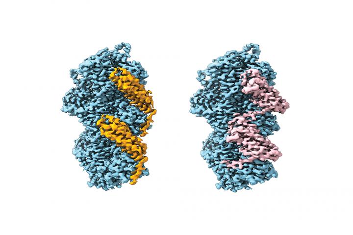 Vinculin and a-catenin bound to actin filaments