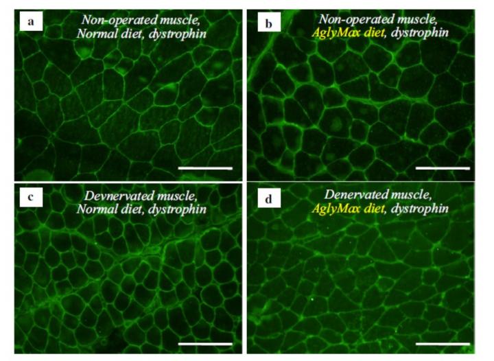 Effects of Dietary Isflavone on the Fiber Muscle Area