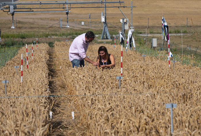 Unlocking the AI algorithm ‘black box’ - new machine learning technology to find out what makes plants and humans tick