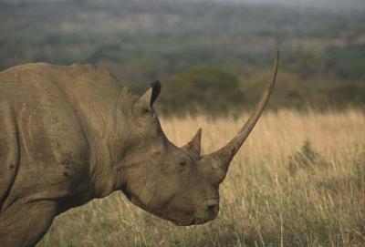 White Rhinoceros