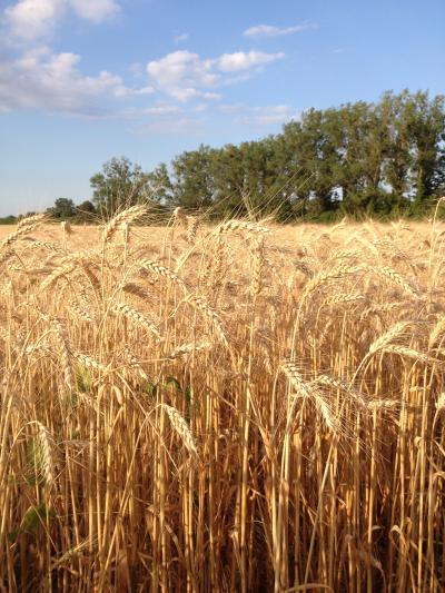 Wheat Fields
