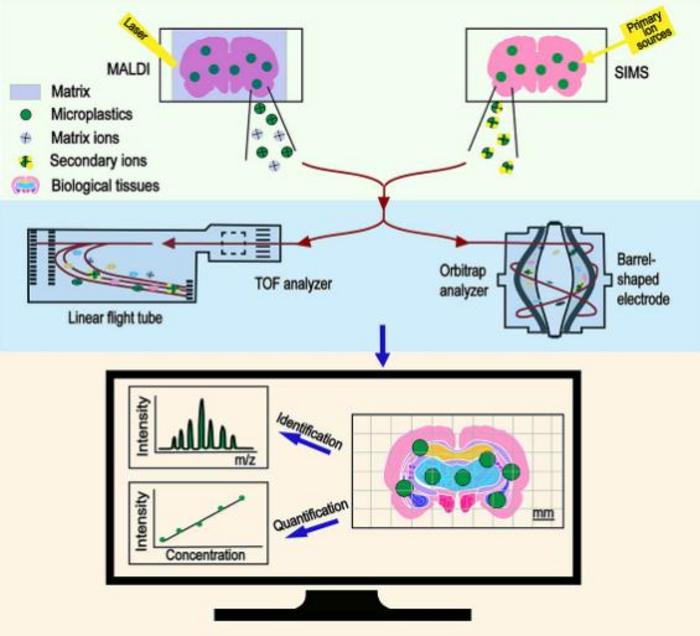 Advanced Mass Spectrometry Imaging Reveals Microplastic Distribution in Biological Tissues.