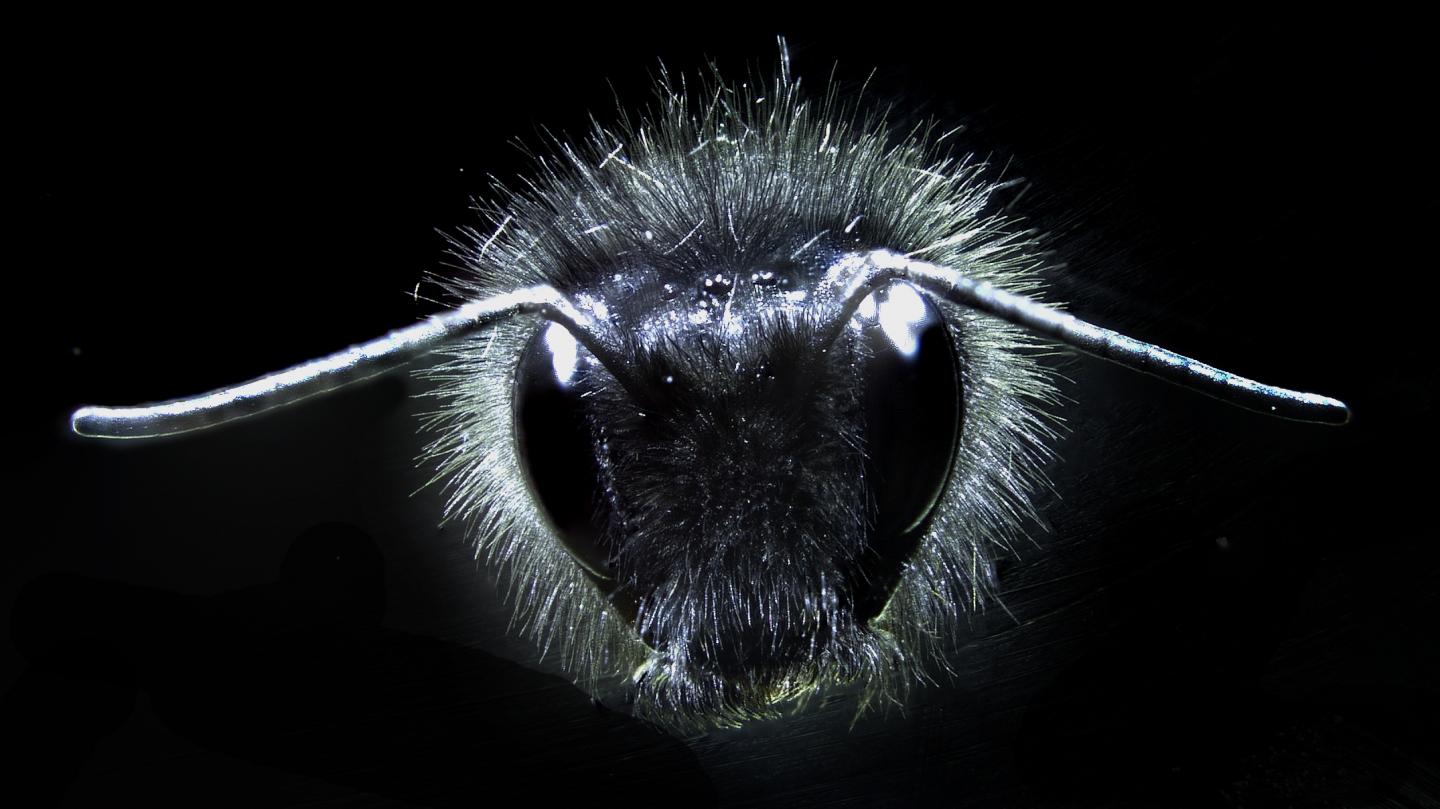 Bumblebee Close Up