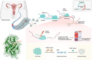 Discovery of potent and selective CPSF3 inhibitors for ovarian cancer treatment