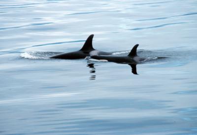 Killer Whales [IMAGE] | EurekAlert! Science News Releases