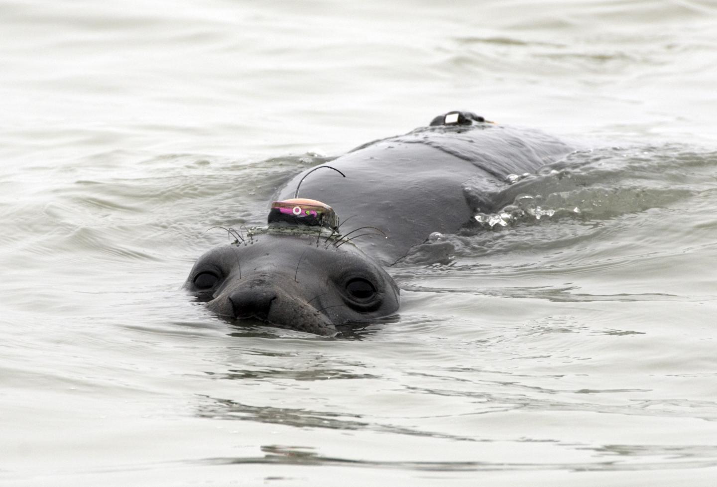 Elephant Seal with GPS Tag