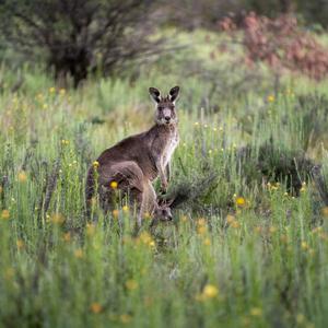 An eastern grey kangaroo