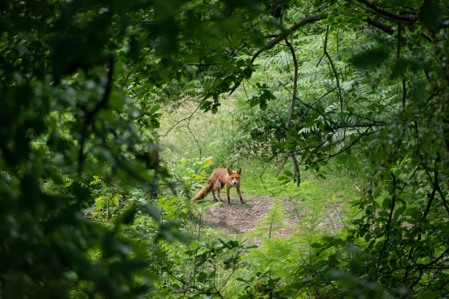 Image of a Fox in a Forest