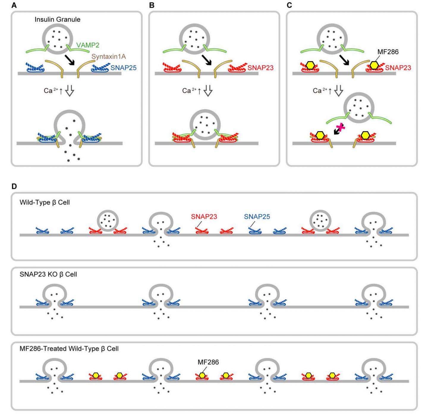 SNAP23 in Pancreatic &beta; Cells