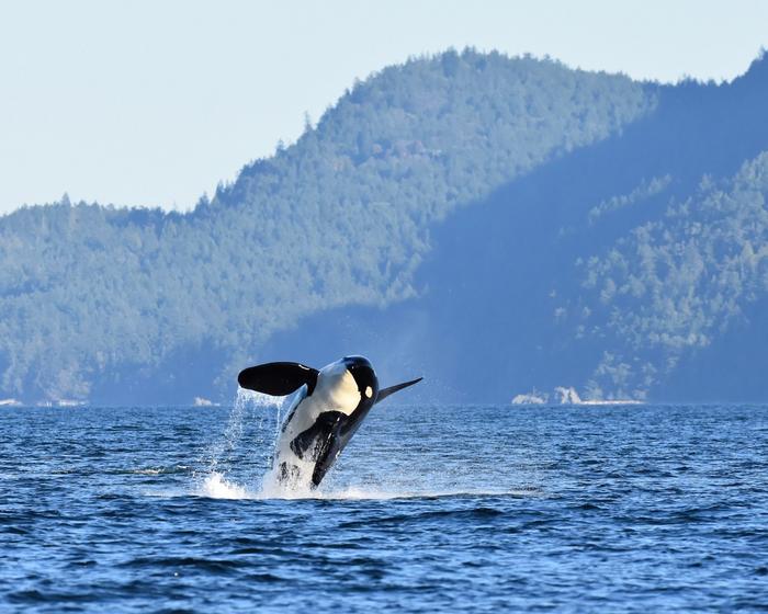 The Southern Resident Orca