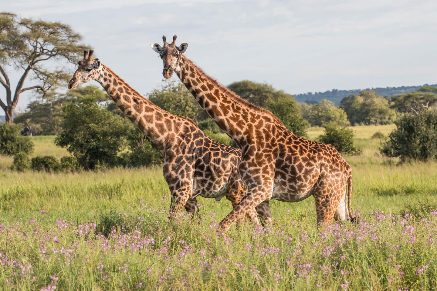 Giraffes in the Tarangire National Park