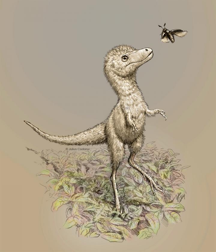 Baby tyrannosaur