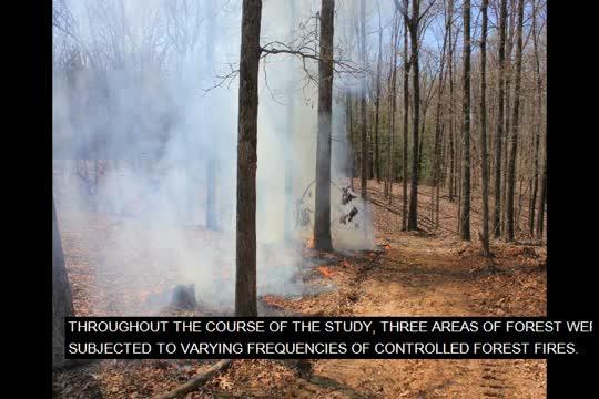 Prescribed Forest Fire Frequency Should Be Based on Land Management Goals