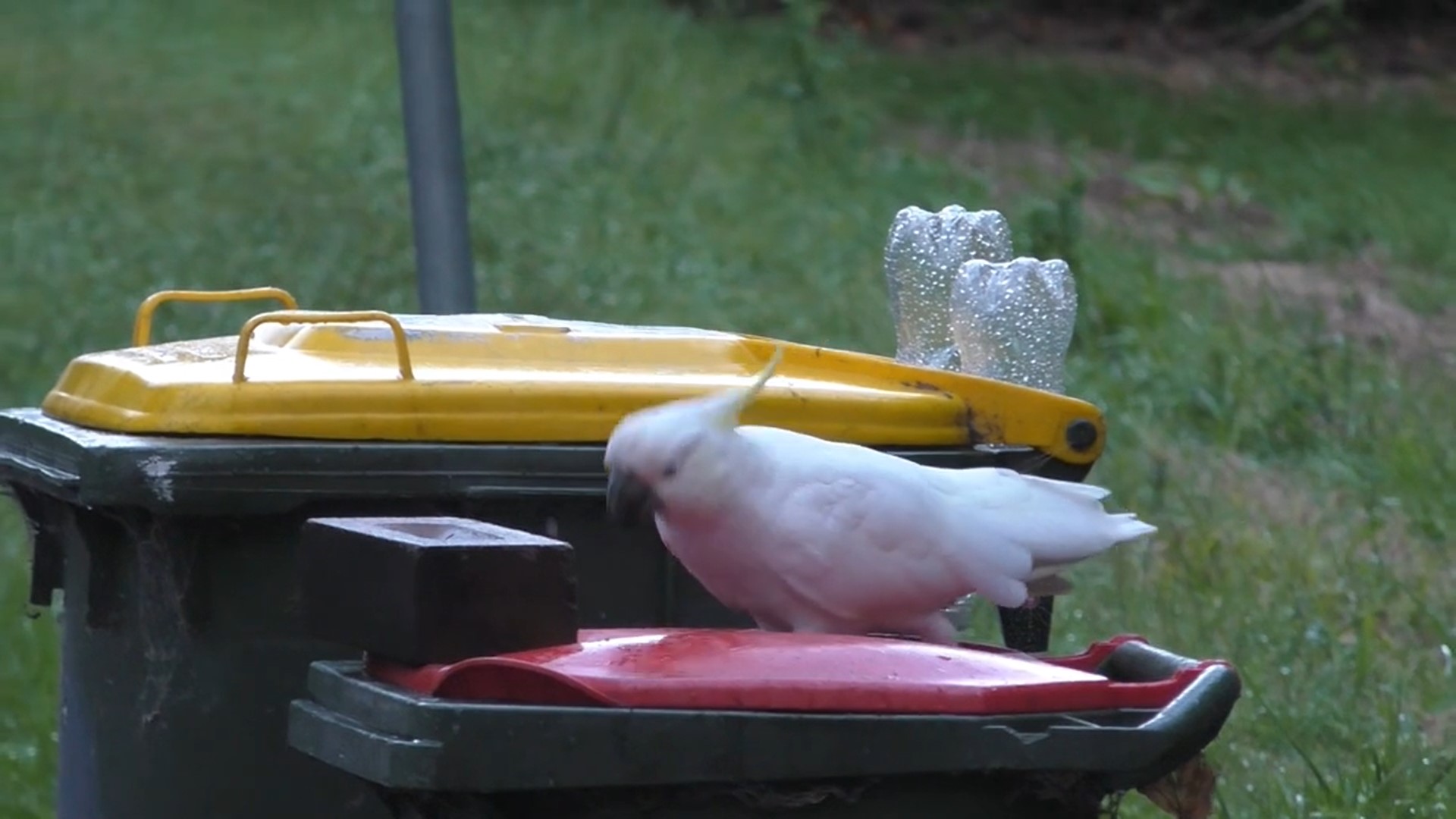 Sulphur-crested cockatoo successfully pushes off a brick to open the lid of a household waste bin