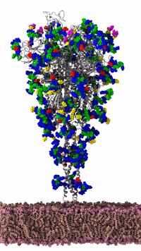 Coronavirus Spike Protein Simulation