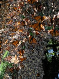 Monarchs Cluster for Warmth, Mexico