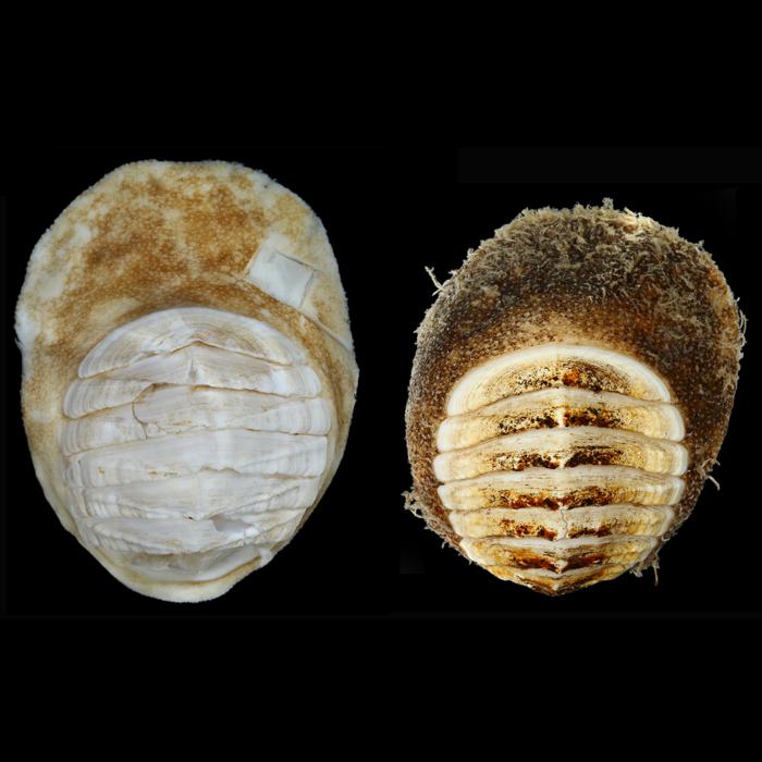 A deep-sea chiton, Placiphorella methanophila