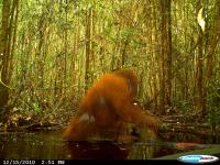 Flanged Male Orangutan Wading