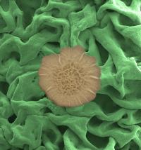 <I>Bacillus subtilis</I> Colony Superimposed on an Electron Microscope Image of the Biofilm Surface