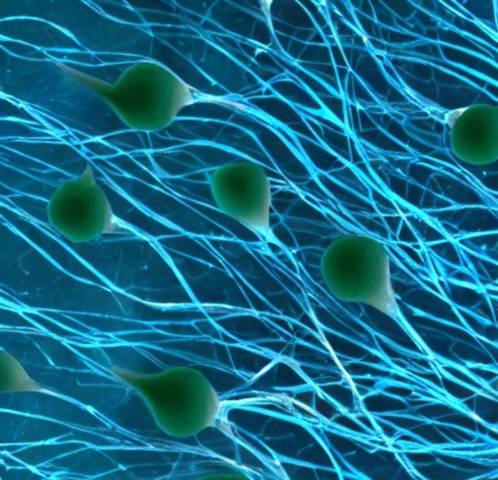 Migration of neurons