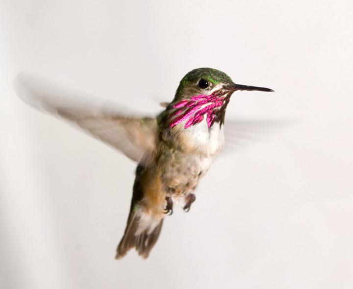 Hummingbird