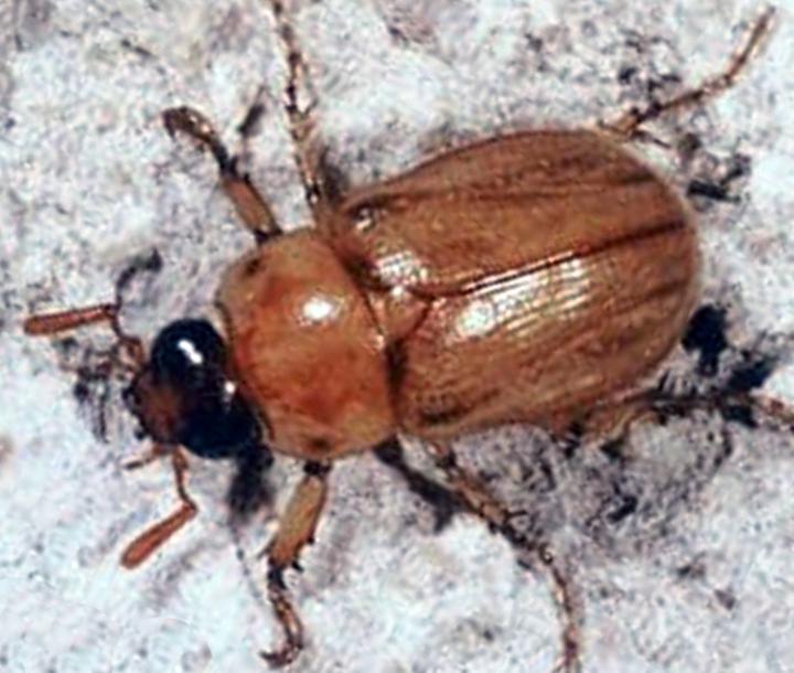 Open-access article on masked chafer grubs in | EurekAlert!