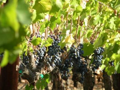 Wine Grapes on Vine