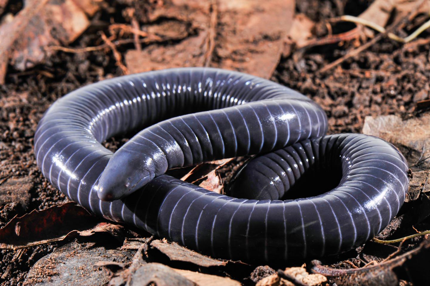 General View of the Ringed Caecilian