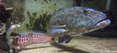 Coral Trout with a Model Moray Eel during Experiment
