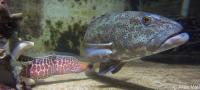 Coral Trout with a Model Moray Eel during Experiment