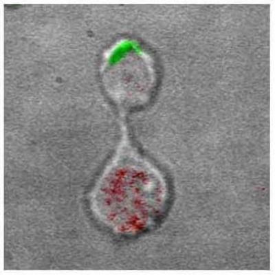 Making Daughters Different 1 (of 2)