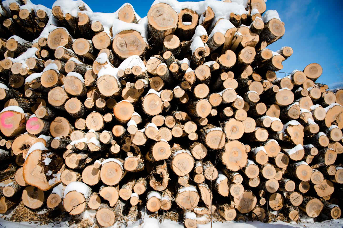 Whole-Tree Logging and Biodiversity