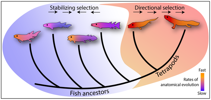 Simplified evolutionary tree showing the fish-tetrapod transition