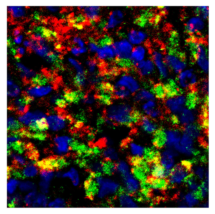 Figure 2M serum-treated BO