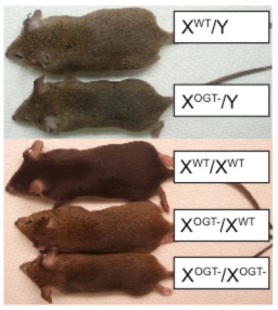 Mice with Reduced OGT