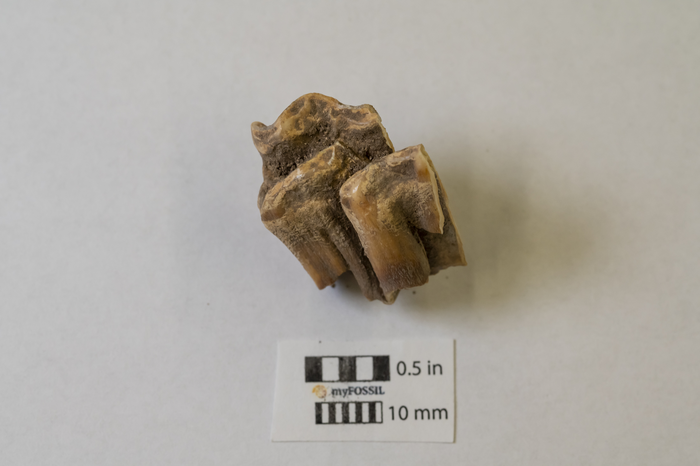 Horse tooth_2
