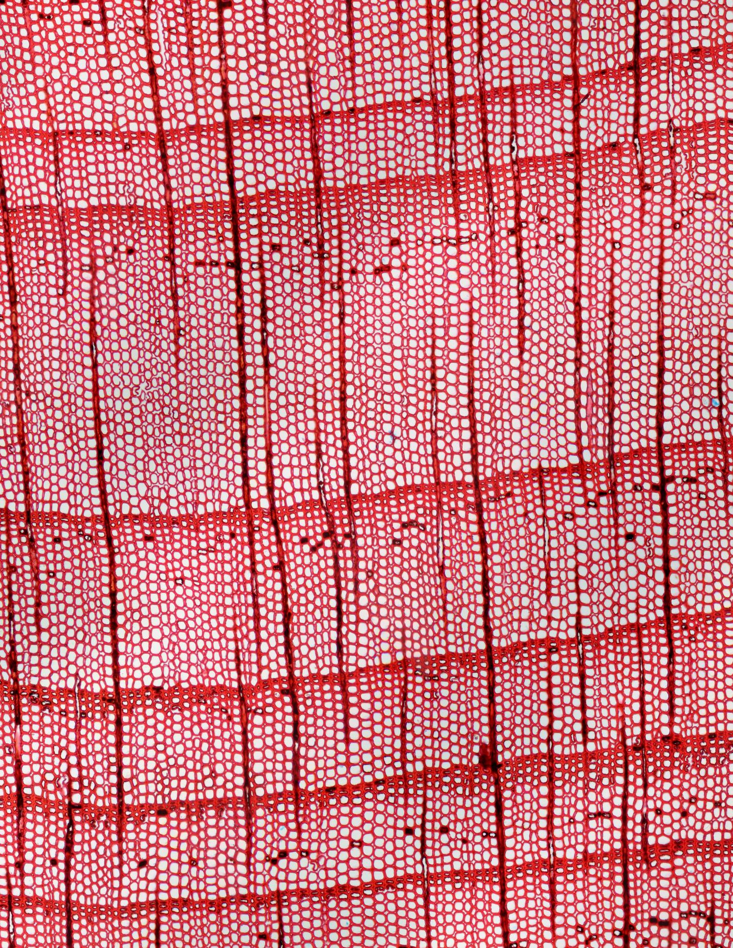 The Cell Structure of Ancient Tree-Rings from Gordion, Turkey 10X Magnification