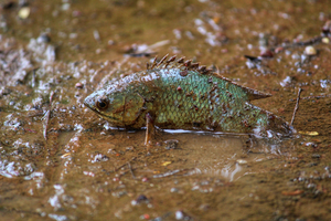 Climbing perch