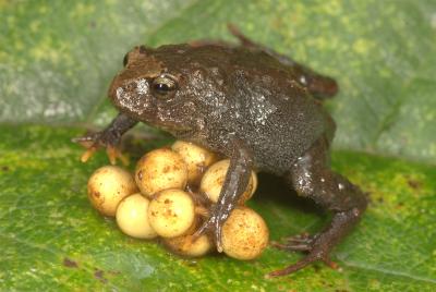 <i>Bryophryne nubilosus</i>