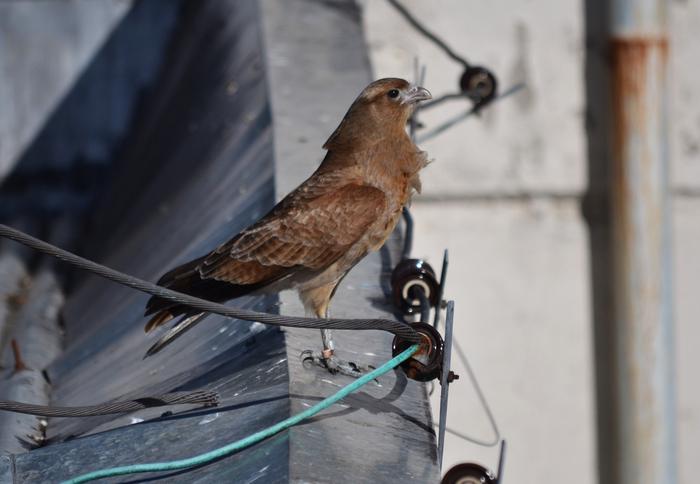 Juvenile Chimango Caracara