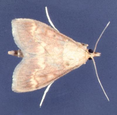 European Corn Borer Male