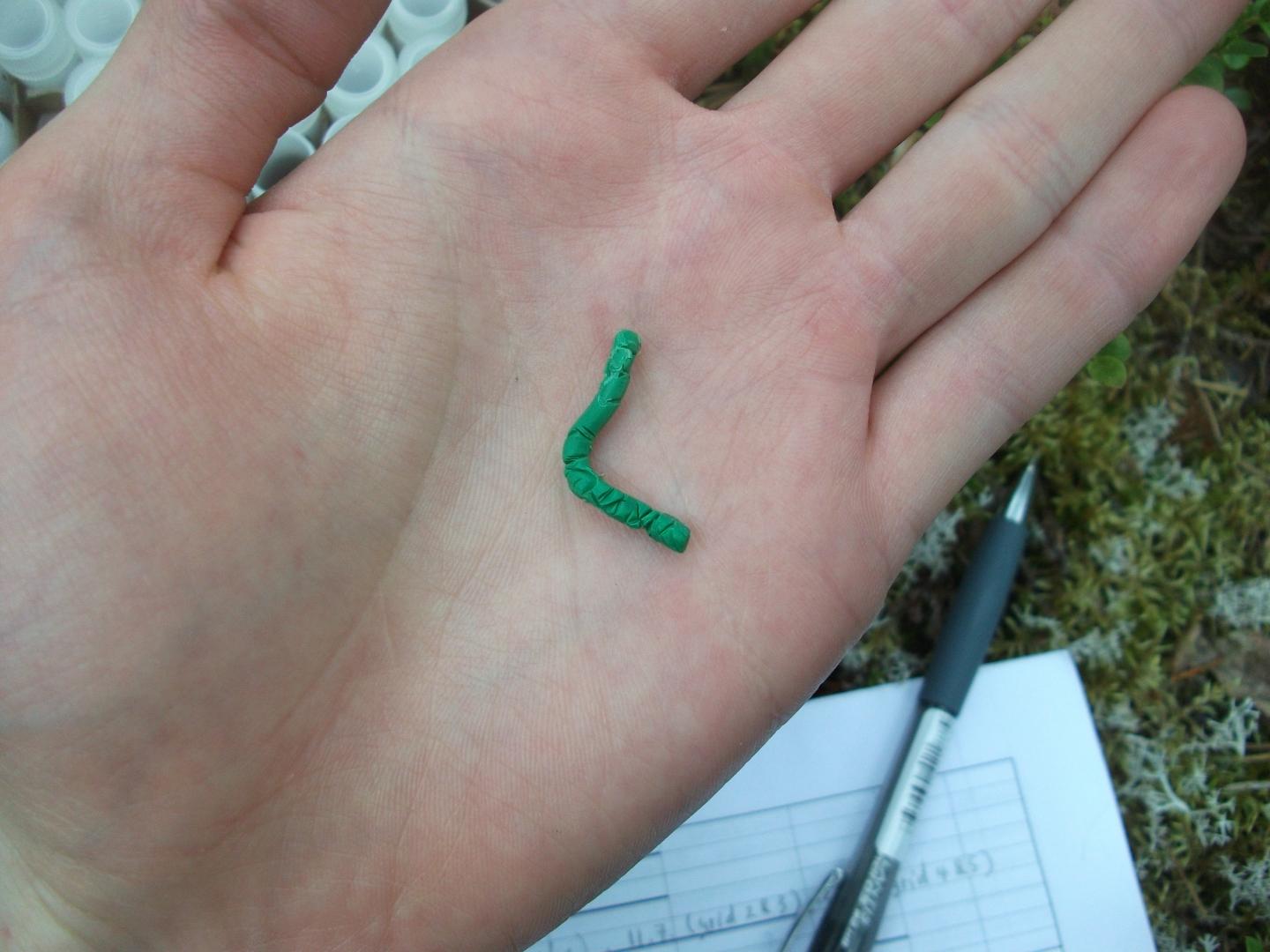 Attacked caterpillar