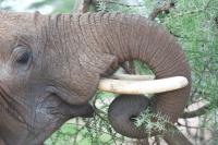 African Bush Elephant's Proboscis
