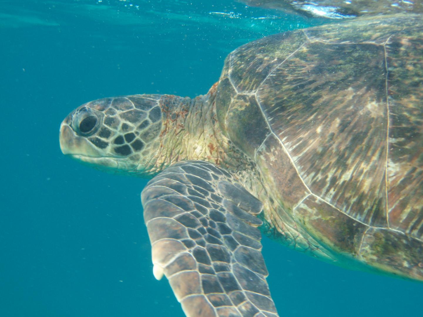 World's Turtles Face Plastics Deluge Danger (2 of 2)