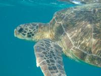 World's Turtles Face Plastics Deluge Danger (2 of 2)