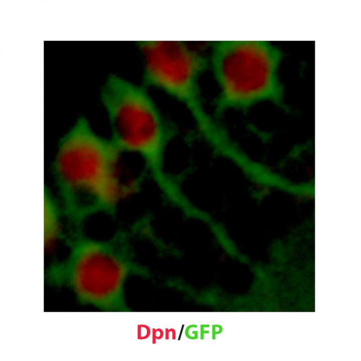 Dormant Neural Stem Cells