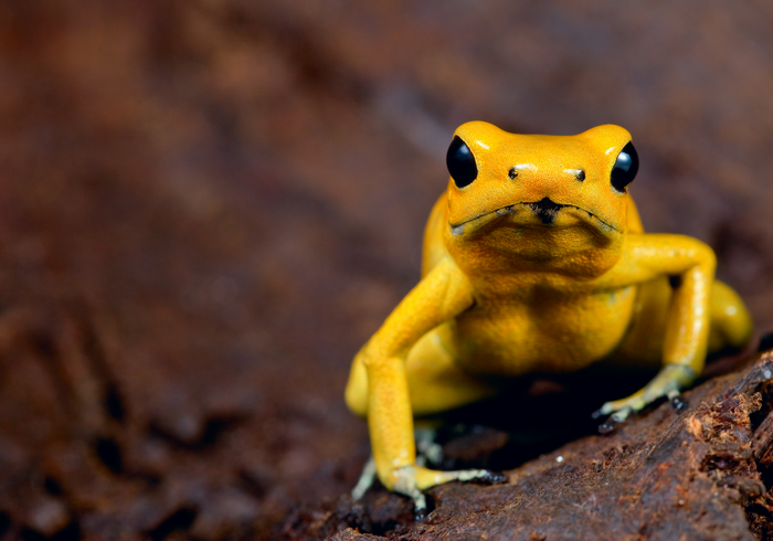 Poison dart frog