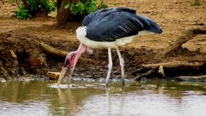 African marabou (Leptoptilos crumenifer)